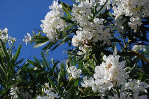 flower plant nature