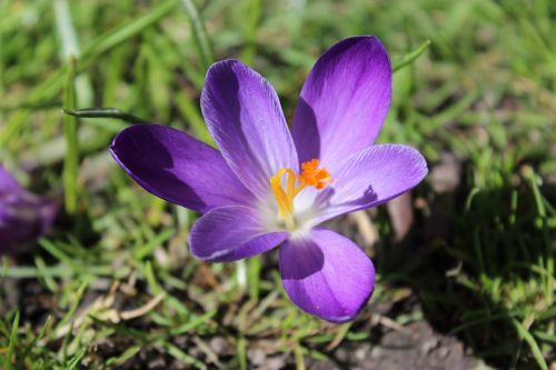 flower spring garden