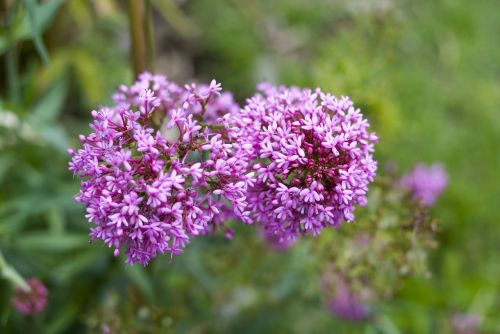 flower nature plant