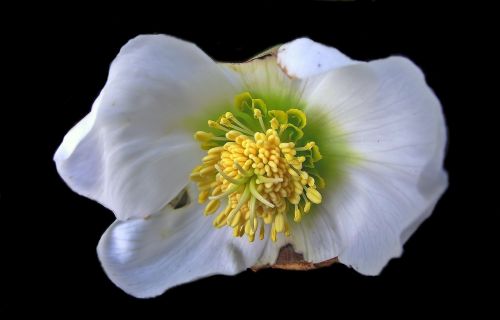 flower hellebore white