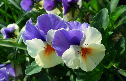 flower pansies colorful