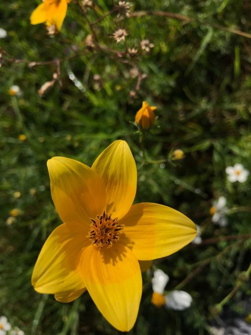 flower nature plant