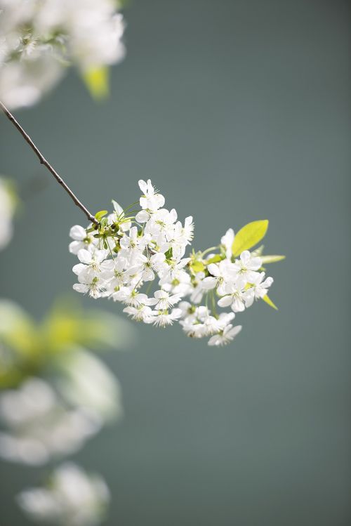 flower nature plant