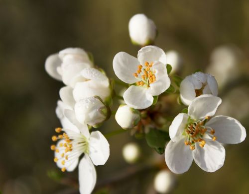 blossom bloom blossom