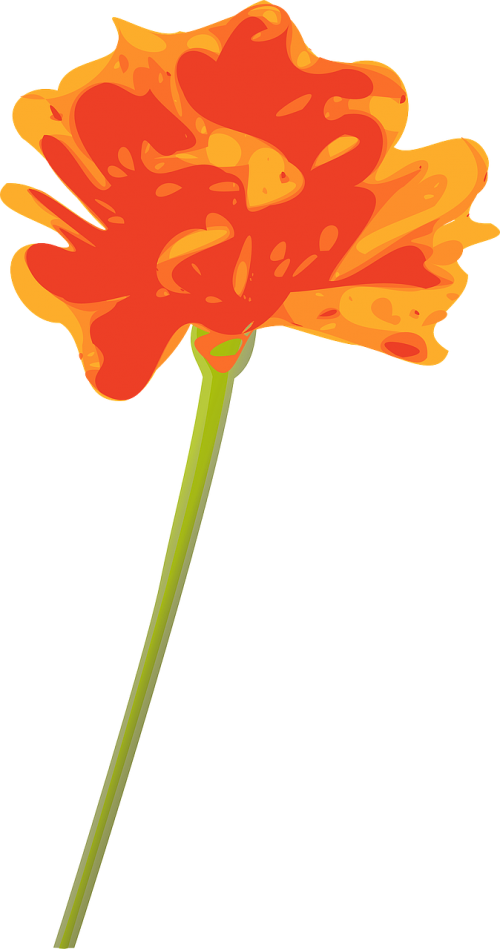flower orange single