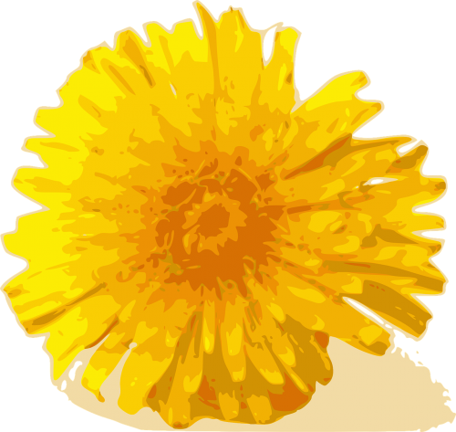 flower dandelion yellow