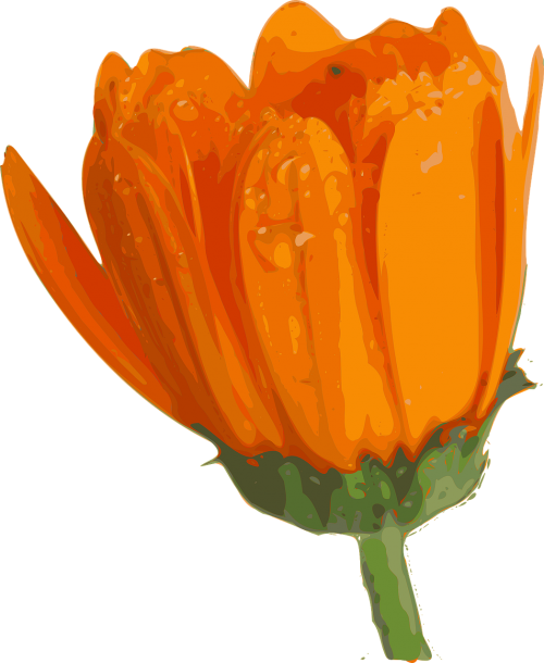 flower plant orange