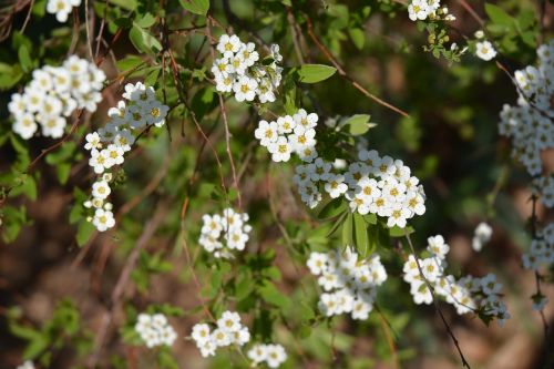 blossom bloom white