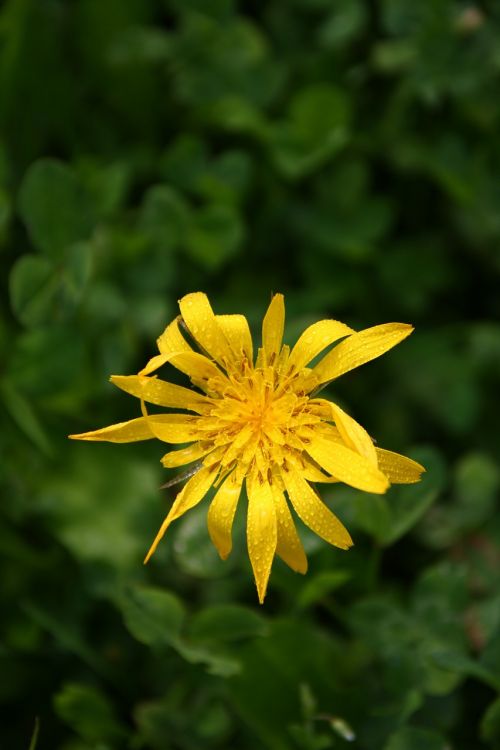 flower yellow close
