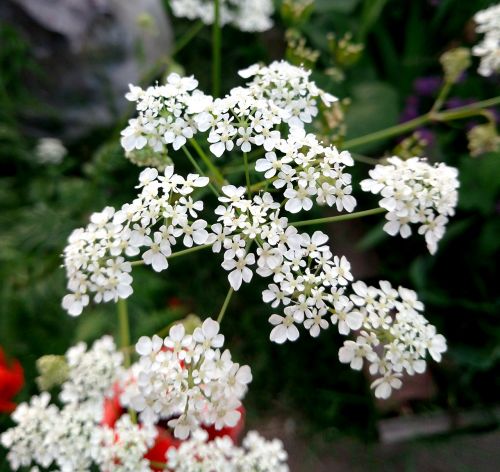 flower plant petal