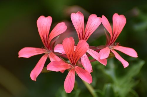 flower nature flora