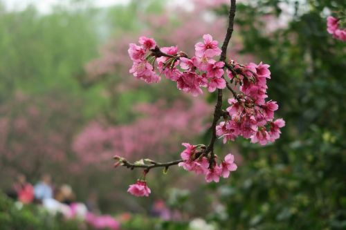 flower nature tree