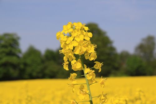 flower field natural