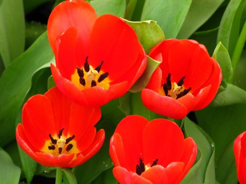 flower tulip nature