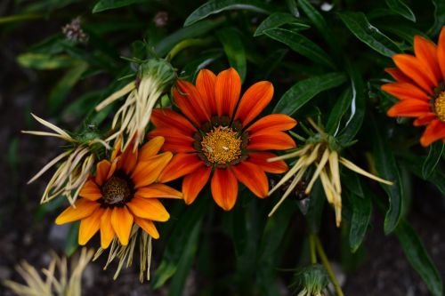 flower plant nature