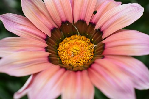 flower plant nature