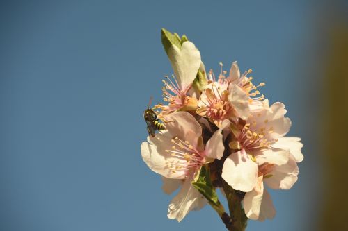 flower nature plant