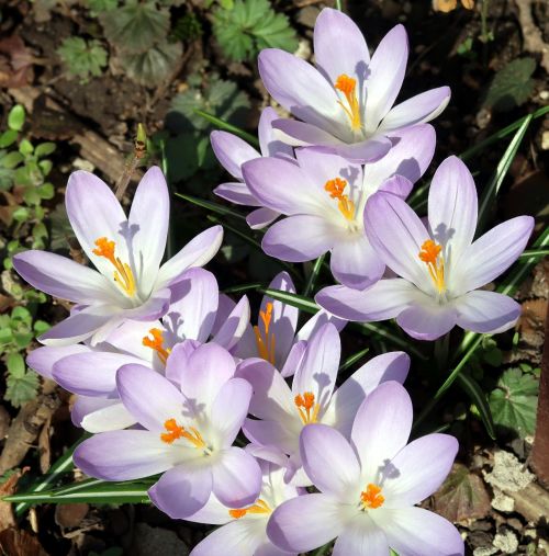 flower nature crocus