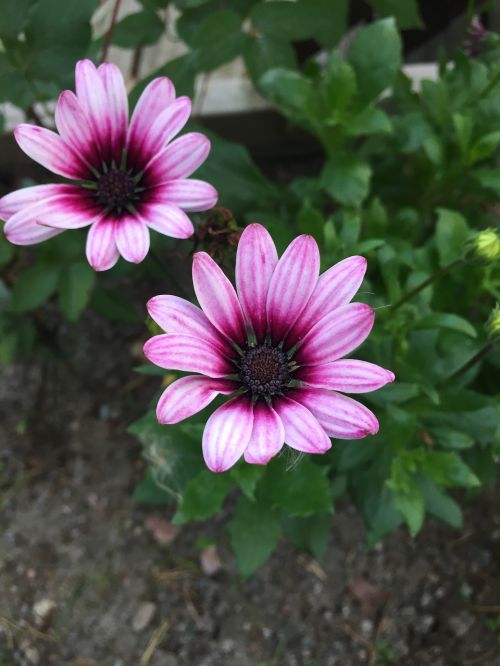 flower plant garden