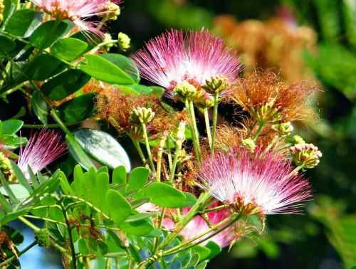 flower rain tree tree