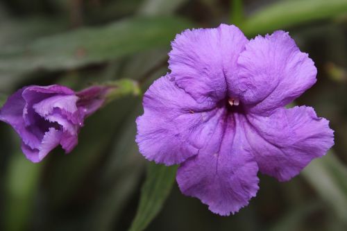 flower plant nature