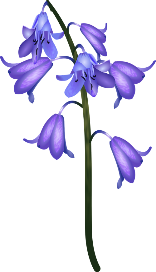 flower bell blue