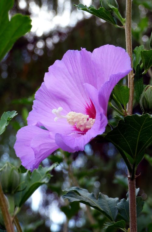 flower nature leaf