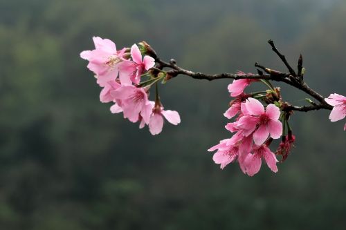 flower nature plant