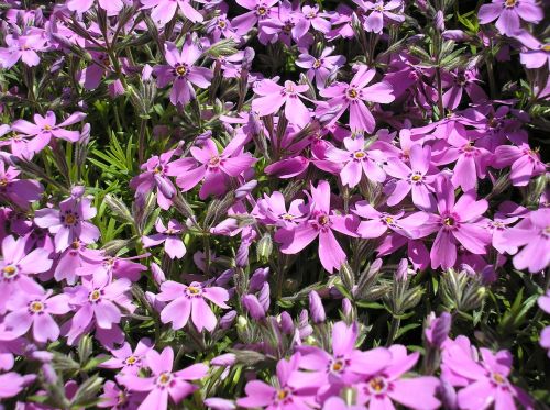 flower plant nature