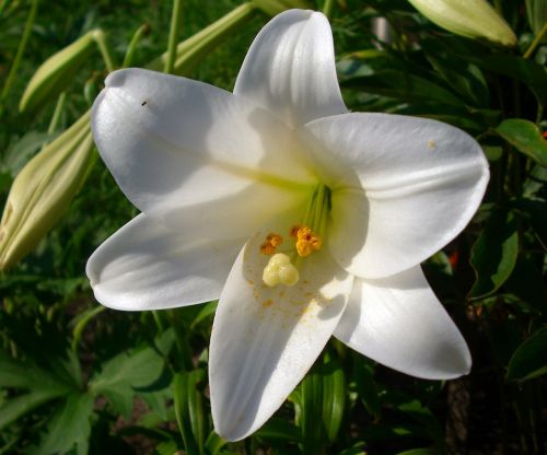 flower lily white