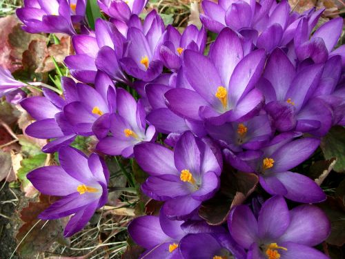 flower krokus violet