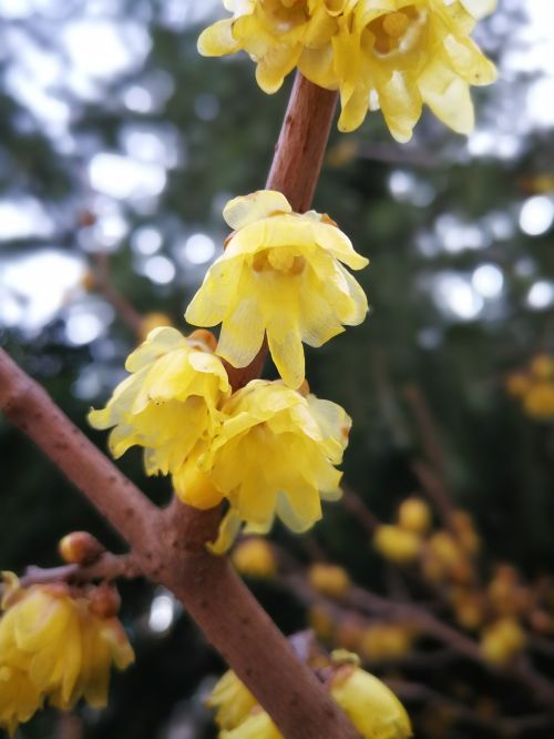 flower plant nature