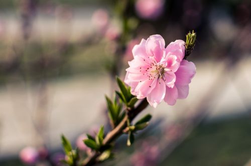 flower nature plant