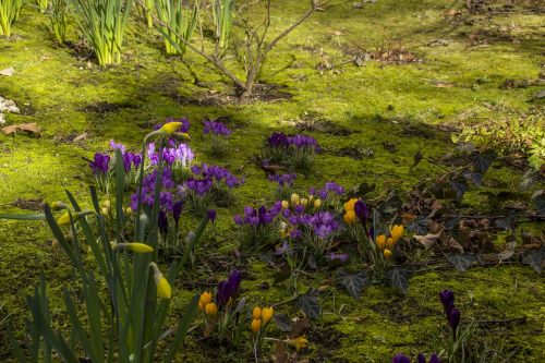 flower nature grass