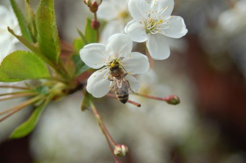 flower cherry plant