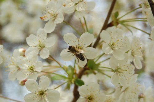 flower cherry plant