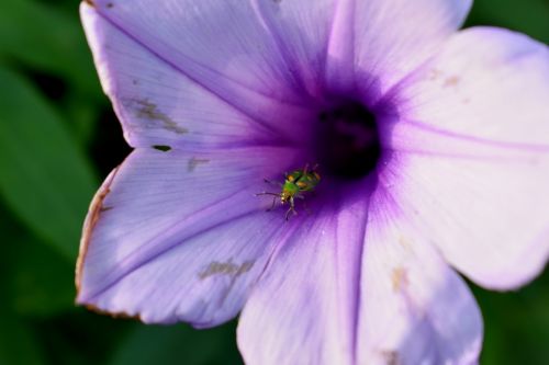 flower nature plant