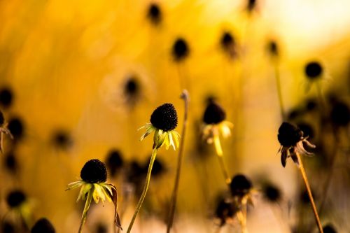 flower nature plant