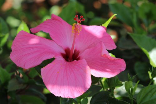 flower nature cape verde