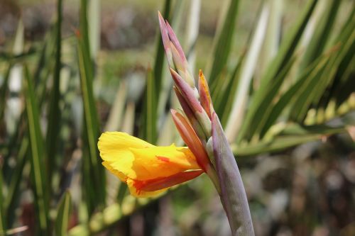 flower nature lily