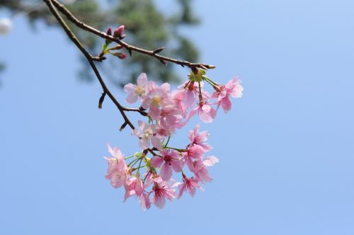 flower branch nature