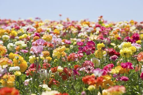 flower nature field