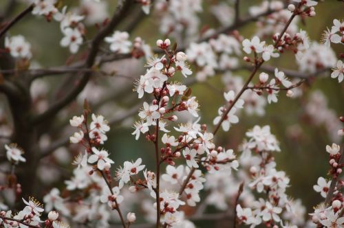 flower plum tree