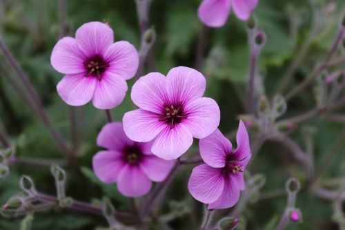 flower plant nature