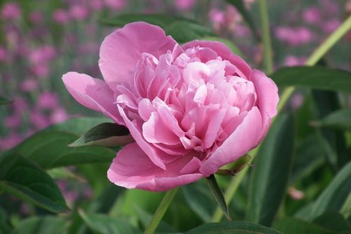 flower peony pink