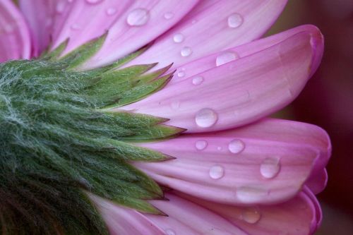 flower plant nature