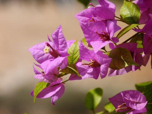 flower nature plant