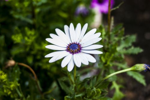 flower nature plant