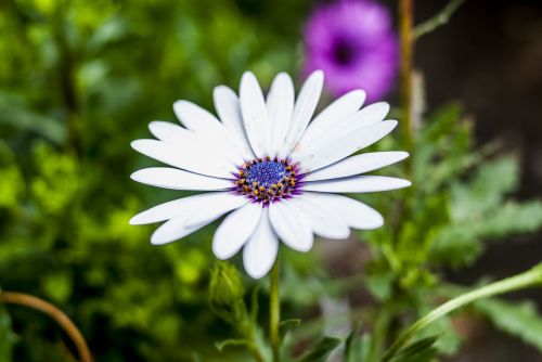 flower nature plant