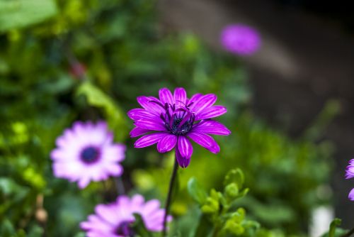 flower nature plant